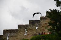 094 Warwick Castle, Raubvogelshow