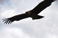 096 Warwick Castle, Raubvogelshow