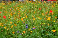 106 Ironbridge George, Sommerwiese