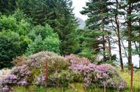 177 Blenau, Ffestiniog Railway, blühende Heide