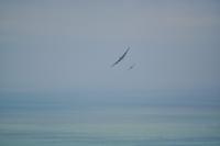 Wir werden kostenlose Zuschauer einer Flug-Show - die seit 1993 stattfindende Airbourne in Eastbourne