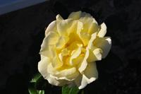 Isle of Wight - Godshill