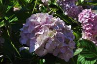 Isle of Wight - Godshill