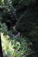 Shanklin Chine - Eine unerwartet auftretende wilde Schlucht mit tropischer Vegetation