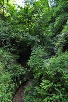 Shanklin Chine - Eine unerwartet auftretende wilde Schlucht mit tropischer Vegetation