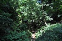 Shanklin Chine - Eine unerwartet auftretende wilde Schlucht mit tropischer Vegetation