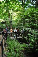 Shanklin Chine - Eine unerwartet auftretende wilde Schlucht mit tropischer Vegetation