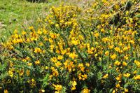 Stechginster im Dartmoor mit zweiter Blüte