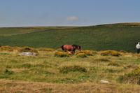 Dartmoor Ponys