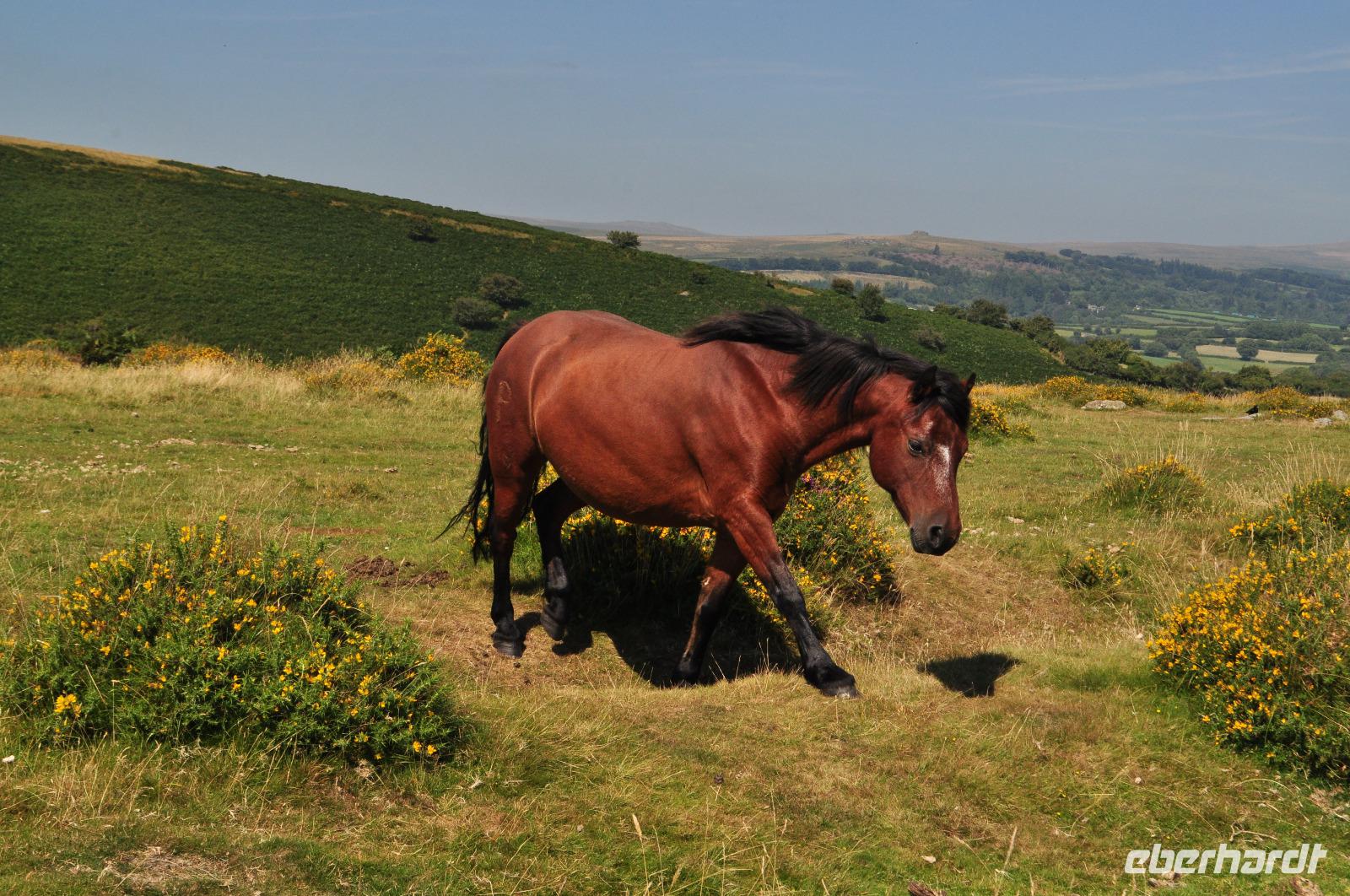 Dartmoor Ponys