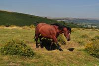 Dartmoor Ponys
