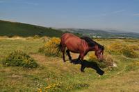 Dartmoor Ponys