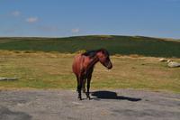 Dartmoor Ponys
