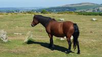 Dartmoor Ponys
