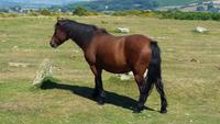 Dartmoor Ponys