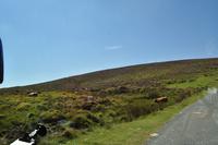 Dartmoor