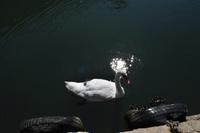 Plymouth - Warten auf die Cremyll Ferry in der Grafschaft Devon