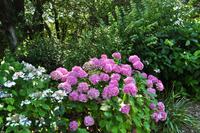 Mount Edgcumbe Coutry Park in Cornwall - Kulisse für zahlreiche Spielfilme