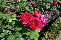 Mount Edgcumbe Coutry Park in Cornwall - Kulisse für zahlreiche Spielfilme