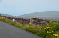 150 Isle of Man, blühende Landschaft