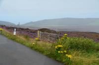 151 Isle of Man, blühende Landschaft mit alter Mine