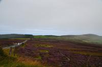 152 Isle of Man, blühende Landschaft