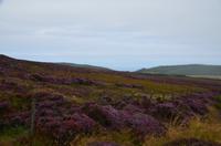 154 Isle of Man, blühende Landschaft