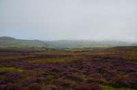 155 Isle of Man, blühende Landschaft