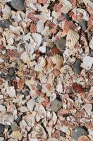 176 173 Isle of Man, Jacobsmuscheln