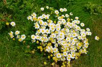 179 Isle of Man, Margeriten