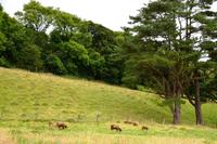 195 Isle of Man, Manx Loaghtan Schafe