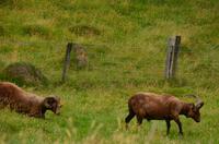 196 Isle of Man, Manx Loaghtan Schafe