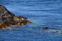 266 Isle of Man,  Sound, Robben