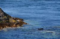 267 Isle of Man,  Sound, Robben