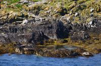 268 Isle of Man,  Sound, Robben