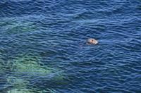 269 Isle of Man,  Sound, Robben