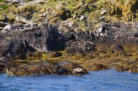 272 Isle of Man,  Sound, Robben