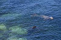 273 Isle of Man,  Sound, Robben