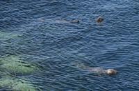 275 Isle of Man,  Sound, Robben