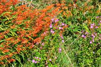 277 Isle of Man,  Blumenpracht