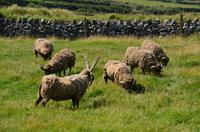 281 Isle of Man,  Cregneash, Manx Loaghtan Schafe