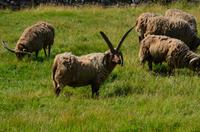 283 Isle of Man,  Cregneash, Manx Loaghtan Schafe