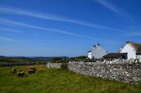 285 Isle of Man,  Cregneash, Manx Loaghtan Schafe