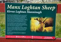 286 Isle of Man,  Cregneash, Manx Loaghtan Schafe
