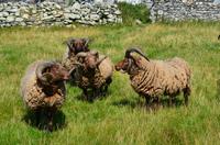 287 Isle of Man,  Cregneash, Manx Loaghtan Schafe