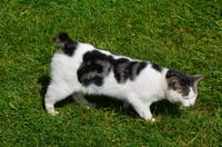 291 Isle of Man,  Cregneash, Manx Cat