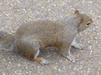 Eichhörnchen St. James Park