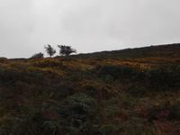 Dartmoor
