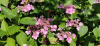 126 Arley Arboratum & Gardens