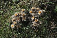 Klippenwanderung von Beachy Head zum Birling Gap